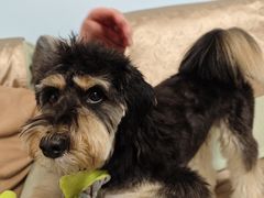 -宠福鑫康馨动物医院·骨科·眼科