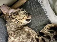 -纳吉亚猫专科动物诊疗中心(蒋宅口分院)