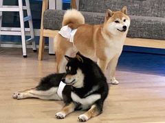 -南京Hallo宠物乐园·哈罗犬舍·柴犬繁育基地