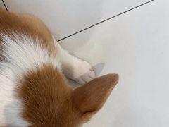 -怪兽屋·羊驼·猫咖·狗咖(俊华广场店)