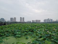 -月湖风景区