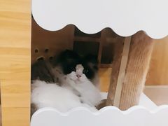 -滚猫咖啡·猫咖·猫友好撸猫(未来城店)