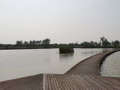 -盐城丹顶鹤湿地生态旅游区