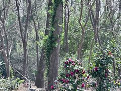 -合肥滨湖国家森林公园