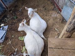 -天毓山庄·餐厅