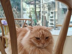-猫咪派对(江南西店)