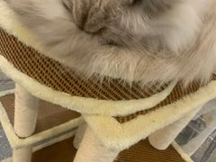-共舞时光猫咖·狗咖(新街口店)