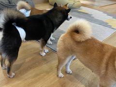 -南京Hallo宠物乐园·哈罗犬舍·柴犬繁育基地