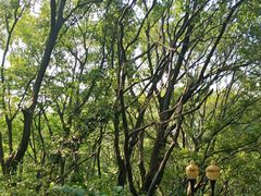 -句容茅山景区
