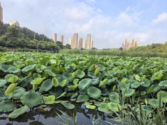 -前关湿地公园