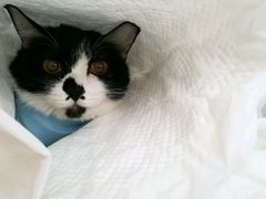 -康旭宠物医院(郑州总院)