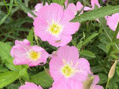 -洋湖国家湿地公园