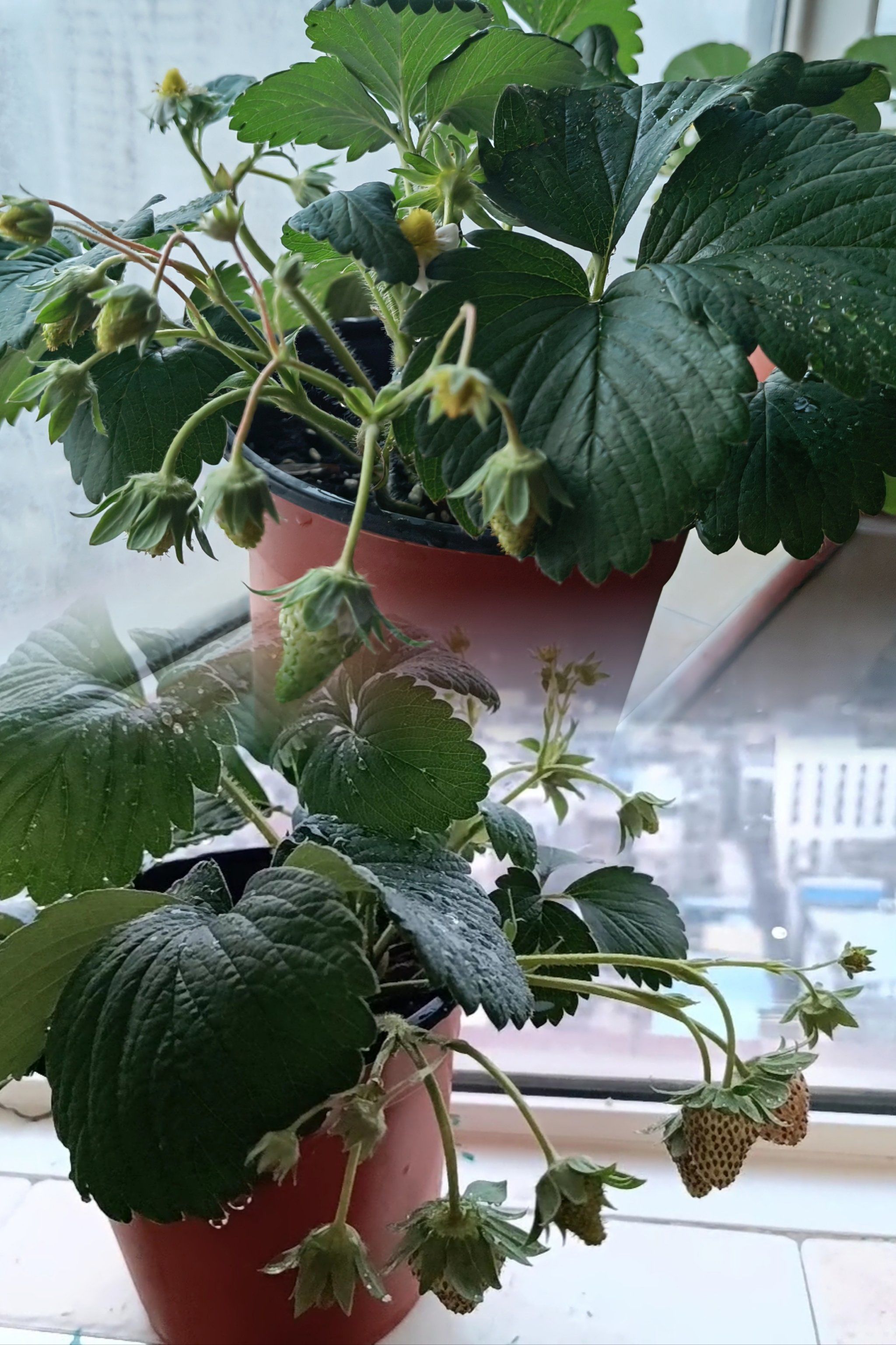 在阳台种草莓了