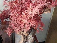 -顺峰(农展馆店)