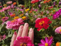 -上海共青森林公园