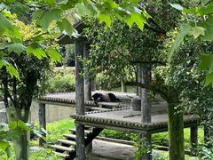 -中国大熊猫保护研究中心雅安碧峰峡基地