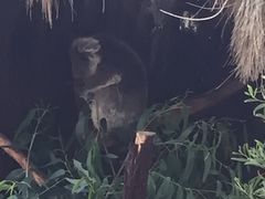 -威勒比开放式动物园