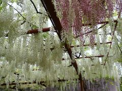 -嘉定紫藤园