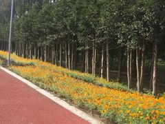 -上海长兴岛郊野公园