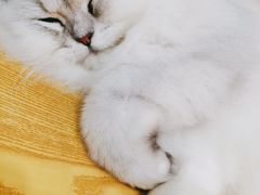 -BABIT巴比特宠物(MOMOPARK店)