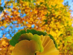 -长白岛森林公园