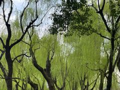 -柳浪闻莺公园