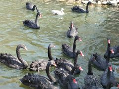 -长白岛森林公园