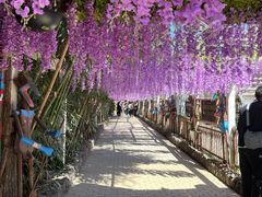 -呀路古热带植物园
