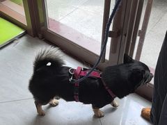 -瑞鹏宠物医院·骨科·猫科·内科(第一中心)