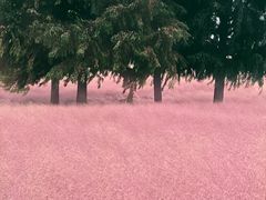 -羊亭河湿地公园