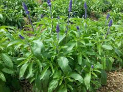 -松山湖梦幻百花洲