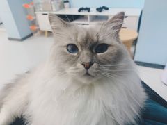 -糯米喵星人·撸猫猫舍咖啡馆(西市场嘉华店)