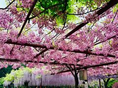 -嘉定紫藤园
