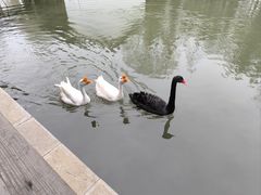 -观唐（国际）度假村温泉