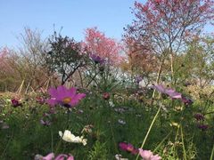 -天适樱花悠乐园