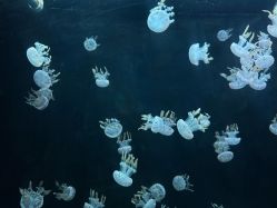 -Zoolung Zoolung动物主题公园(海信广场店)