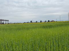 -桤木河湿地公园