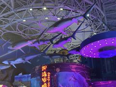 -烟台海昌鲸鲨海洋公园