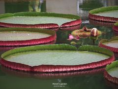 -国家植物园