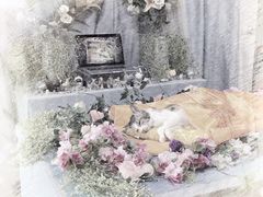 -彩虹桥宠物火化殡葬善终服务(金乐大厦店)