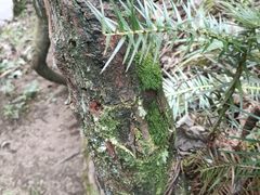 -西岭雪山大飞水景区
