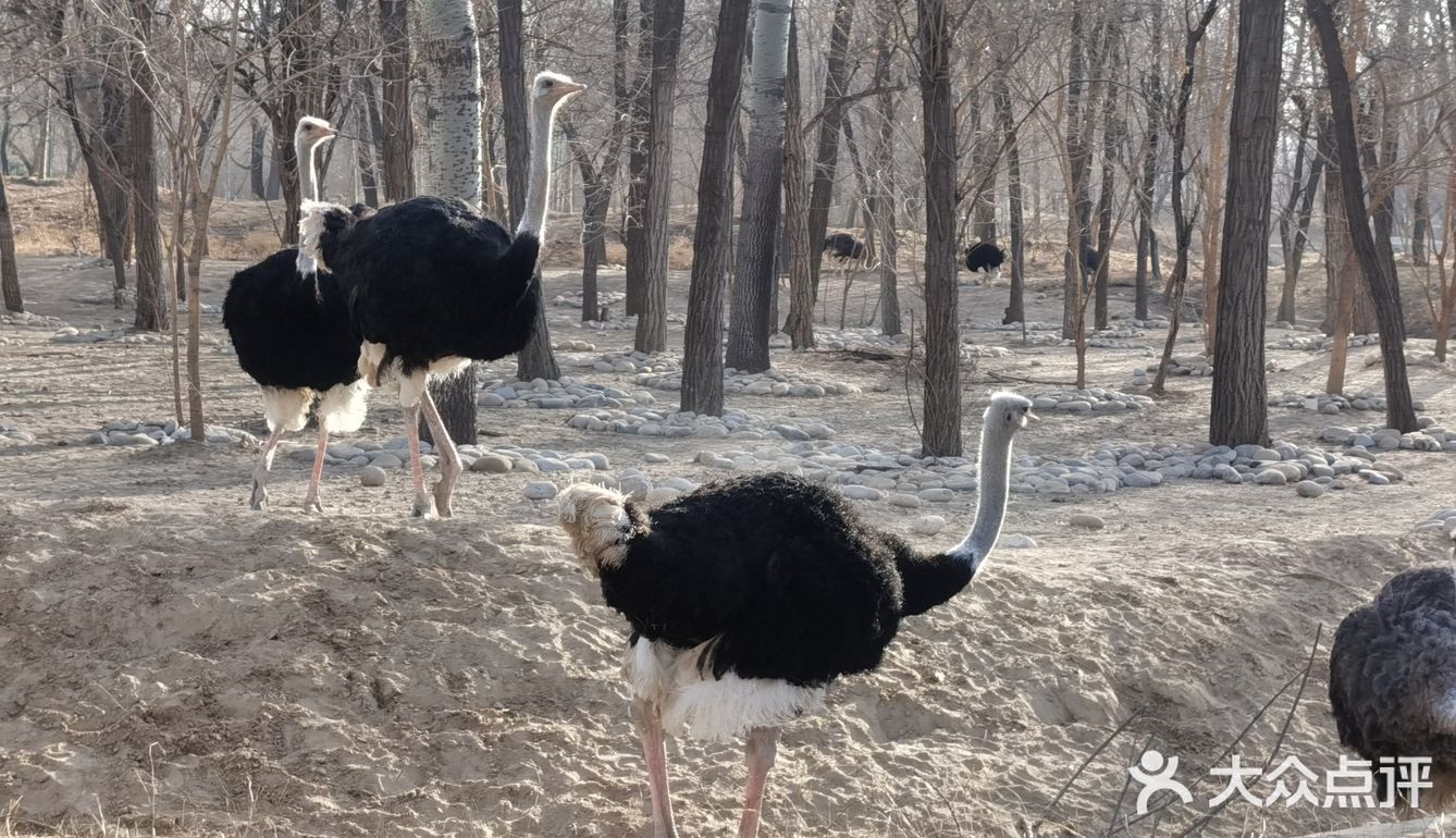 大兴野生动物园半日游
