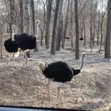 大兴野生动物园半日游