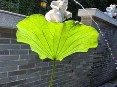 -花锦堂·隐庐