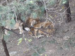 -大连森林动物园