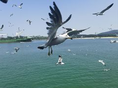 -海驴岛(荣成市)