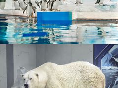 -大连圣亚海洋世界