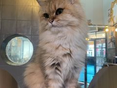 -豆逗聊愈猫阁Easy Life