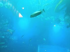 -海棠湾洲际-涛·海底餐厅·美人鱼·自助餐·海底隧道