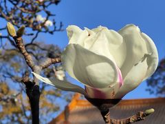 -真庆观